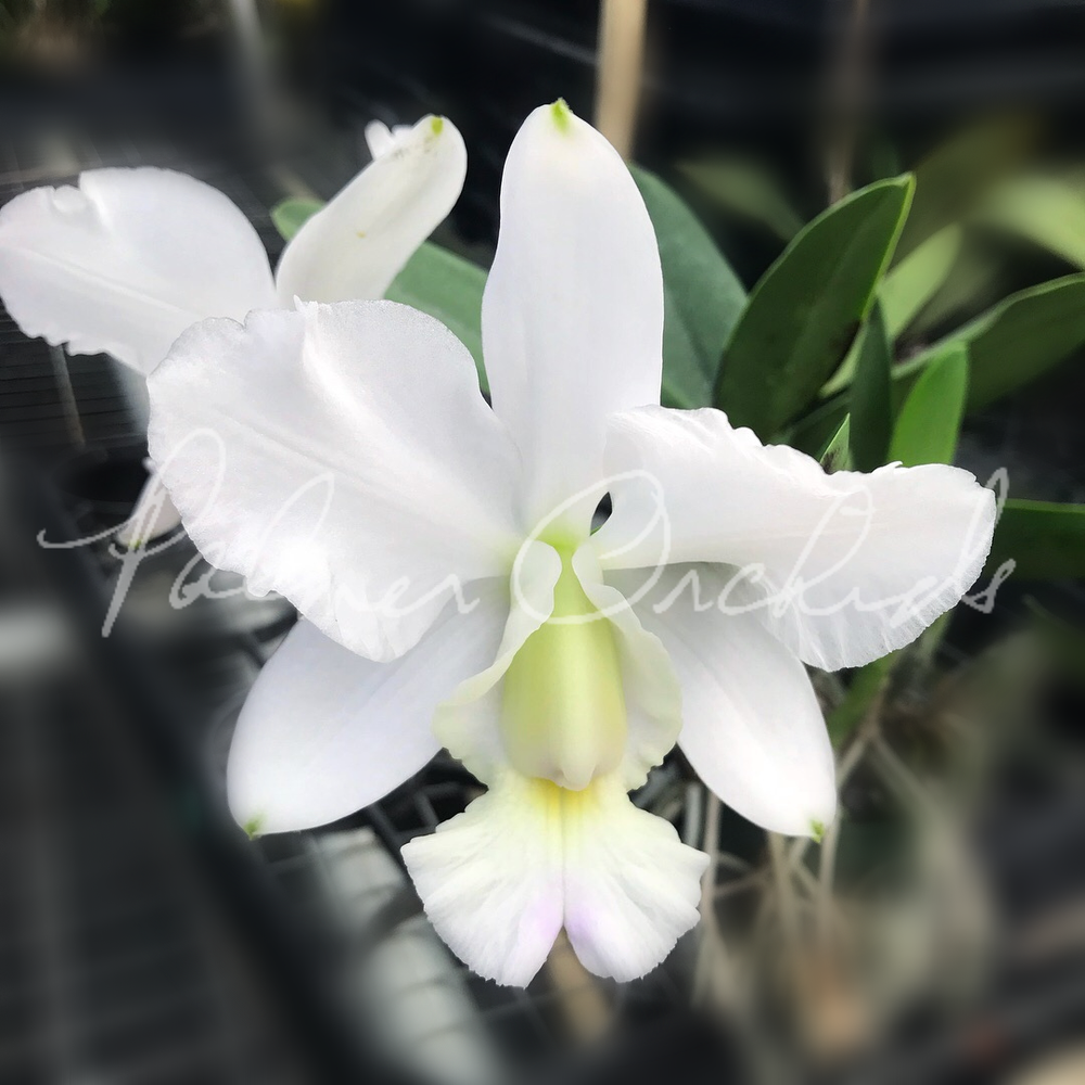 Cattleya Snow Blind 'Kenny' AKA Cattleya walkeriana 'Kenny Cattleya Snow Blind 'Kenny' AKA Cattleya walkeriana 'Kenny